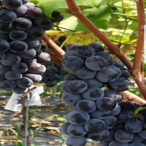 포도나무묘목 삽목1년생 캠벨, MBA(머루포도)