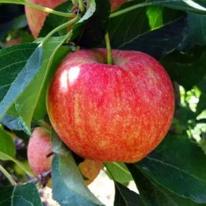 감홍사과 2중 왜성 대목 부사 사과나무 접목1년 묘목 정원 과일나무 (목하원예조경)