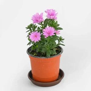 아스타 국화 소형 야생화 꽃모종 노지월동 화단가꾸기