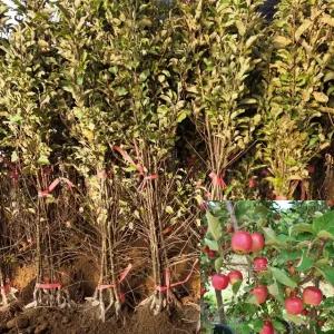 미니사과나무 루비에스 (접목1년생) 특묘 사과묘목 