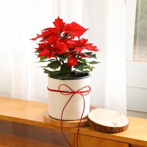 포인세티아 중형 커버화분세트 크리스마스 집들이 선물 실내공기정화식물