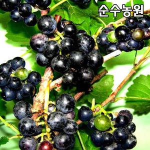 개량머루나무 묘목 결실주 화분 1개/과실수/유실수 묘목