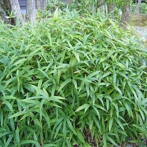 대나무(청사사)4치포트묘_10개묶음()대나무/조경수/정원수/묘목/A0905