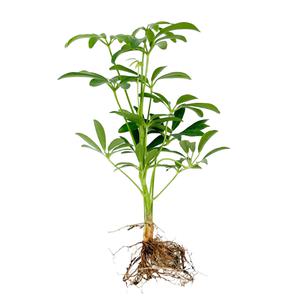 글라스가든 뿌리 세척 홍콩야자 모종 관엽식물 수경재배 수생 식중 실내공기정화식물 1뿌리