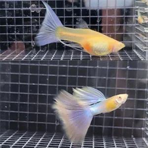 [달이네 수족관] 핑크키티 리본