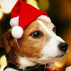 크리스마스 미니 산타 모자 소품 인형 반려동물