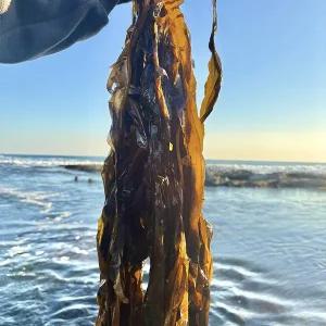 [철따라농산물]당일채취 기장 생 물미역 해조 1kg 2kg