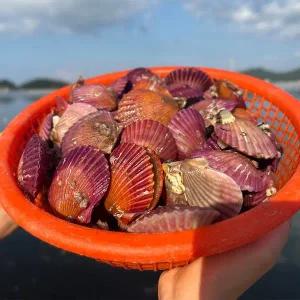 [산해직송]통영 홍가리비 3kg(60-75미 내외) 캠핑 조개 구이