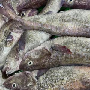 손질 생대구 매운탕 (손질 대구 500g 내외 + 매운탕소스 2팩)