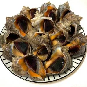 제철 참소라 1kg 20-25미 소라 구이