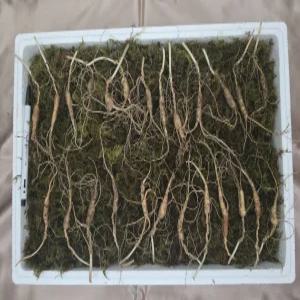 천생삼 산양산삼 7~8년근 소삼 25뿌리 산삼 산양삼 장뇌삼