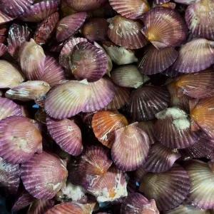 국내산 홍가리비 1kg