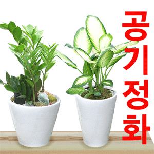 가장많이나가는 공기정화식물 [돈나무/산세베리아/행운목/고무나무] 전국3시간꽃배달서비스/당일무료배송