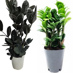 트리앤 특이식물 블랙 금전수 보석금전수 돈나무 희귀식물