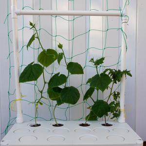 [오디가 ODIGA] 수경재배기 부품 넝쿨식물 지지대 6cm 스펀지