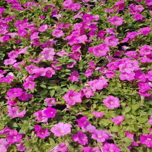 [도드람산식물원]사피니아 핑크 4치포트 12개, 24개 착한 구성