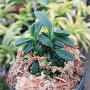 오동 풍란 부귀란 소엽풍란 난종류 숯돌꽃