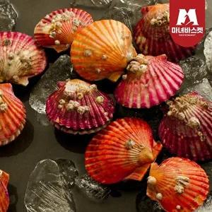 [마녀바스켓][마녀바스켓] 국내산 통영 제철 홍가리비1kg (20-25미 내외) x2개