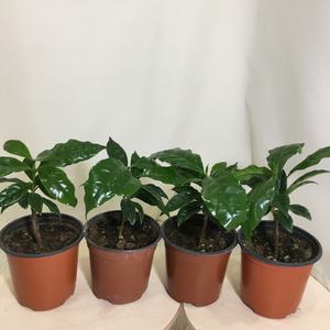 [소나무길](4개묶음) 만인의 사랑 아라비카 커피나무 소형 099화원 농원