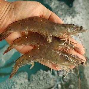 서천 자연산 대하 새우 1kg 왕새우 생물 국내산 큰대하