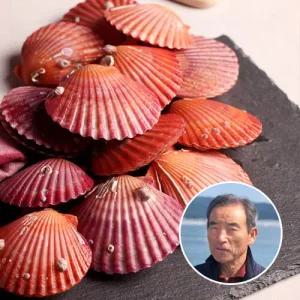 고성 홍가리비 2kg(30미-40미)