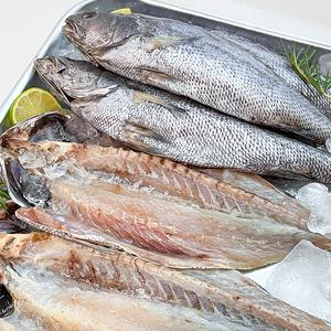 농가살리기 국내산 반건조 손질 통민어 3미 (미당 35cm내외) 