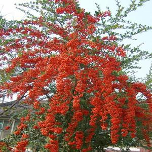 피라칸사스나무/수고1.7M_(개화주)조경수/정원수/묘목/A0355