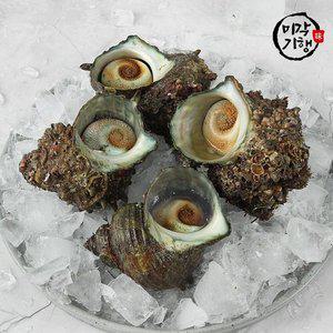 [미각기행][G]미각기행 통영 뿔소라 1kg(5-9미)