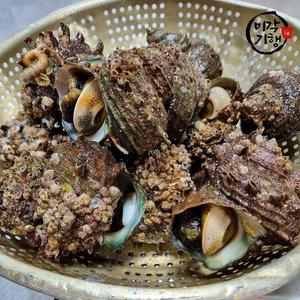 [미각기행][G]미각기행 통영 뿔소라 3kg(15-27미)