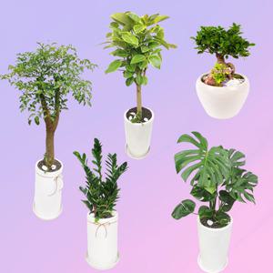 서울 서초구 꽃배달 개업화분 공기정화식물 개업선물 축하화분 카페 사무실 당일 천사꽃배달