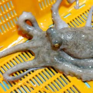 [바다담음] 통영 자연산 돌문어 1.2kg(1~5마리)