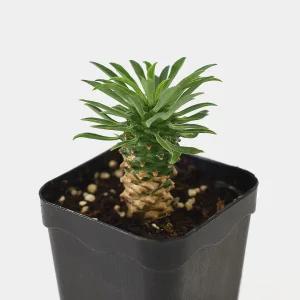 마이플랜트 괴마옥 소형 다육이 미니다육 파인애플 선인장 플랜테리어