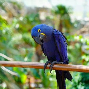 [가평] 가평베고니아새정원 입장권(11/1~12/31)