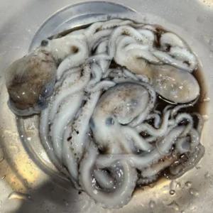 살아있는 산낙지 생낙지 뻘낙지 국산 생물 (한입낙지7마리)