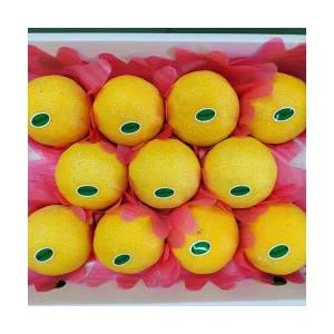 제주도 황금향 선물세트 (가방포함) 1.8kg