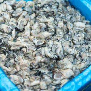 [해다원]당일작업 통영 햇 생굴 깐굴 산지직송 (500g/중굴)