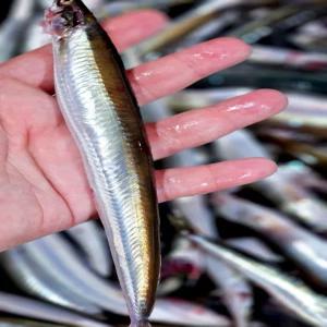 국내산 생물 양미리 1kg 30미 내외 겨울 제철 소금 구이 조림 튀김 별미 캠핑 매운탕 동해안 반건조 양미리 선택가능