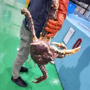 자숙 레드킹크랩 4.5kg-6.5kg (생물기준) 1마리