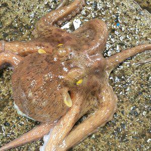 [장보리]국내산 활 돌문어 1kg