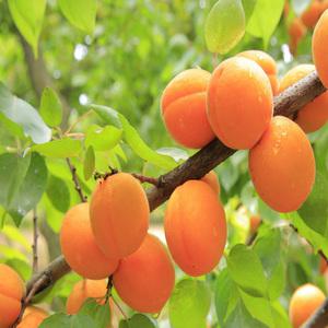 [나무의모든것]살구나무묘목 2년생 접목묘 왕살구 하코드 산형3호