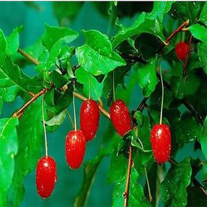 순희농장 왕보리수 왕보리수나무 화분 2개 과실수 유실수