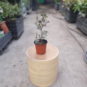 레몬유칼립투스 소품 폴리안 블랙잭 관엽식물 미세먼지제거식물 플렌테리어  27s