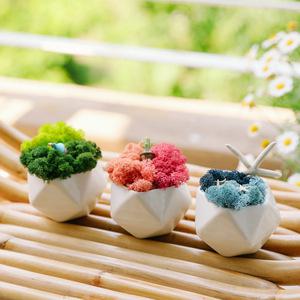 숲 바다 산호 투톤 스칸디아모스 화분 -스칸디아모스,공기정화,탈취,습기제거