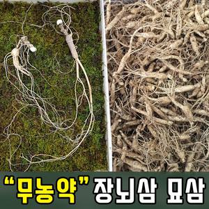 3년근모종 장뇌삼  산삼 인삼 모종