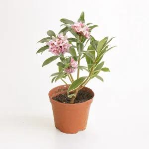 갑조네 천리향 외목대 소품 공기정화식물 꽃 화분 인테리어