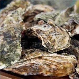 통영 제철굴 석화5kg