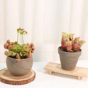 갑조네 사라세니아