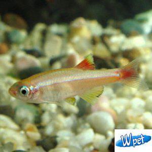 [신세계수족관] 골든 백운산 2.5cm급 10마리