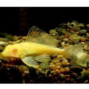 [신세계수족관] 청소물고기 알비노 나비비파