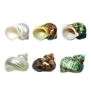 소라게 쉘 집 껍질 키우기 기르기 사육 용품 애완 반려 스마일 크랩 인도 도둑게 탈피 탈각 천연 자연 대형 터보쉘 인도게 도둑게 전용 쉘갈이이